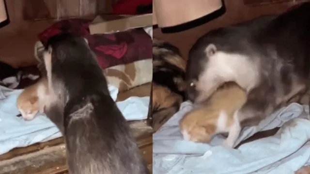 viral-video-of-otter-helping-mama-cat-in-caring-for-kittens-melts-hearts-on-internet-watch